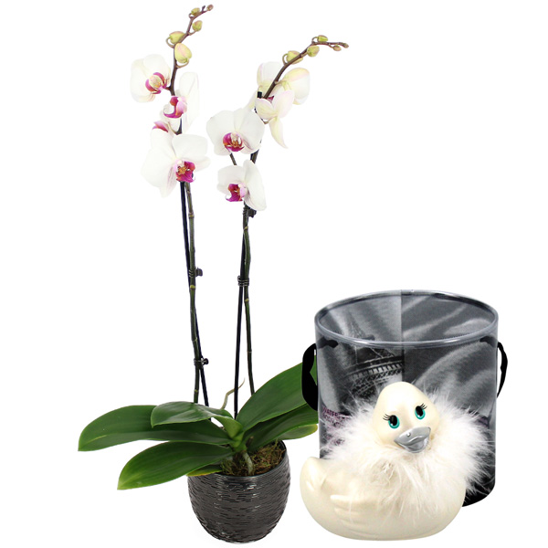 Cadeaux Sexy ORCHIDEE BLANCHE 2 BRANCHES + CANARD VIBRANT
